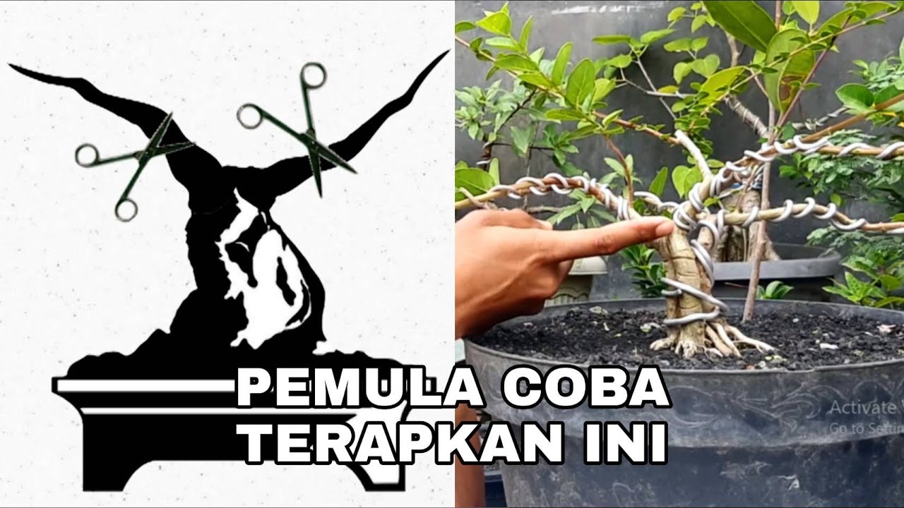 Detail Dasar Membuat Bonsai Nomer 3