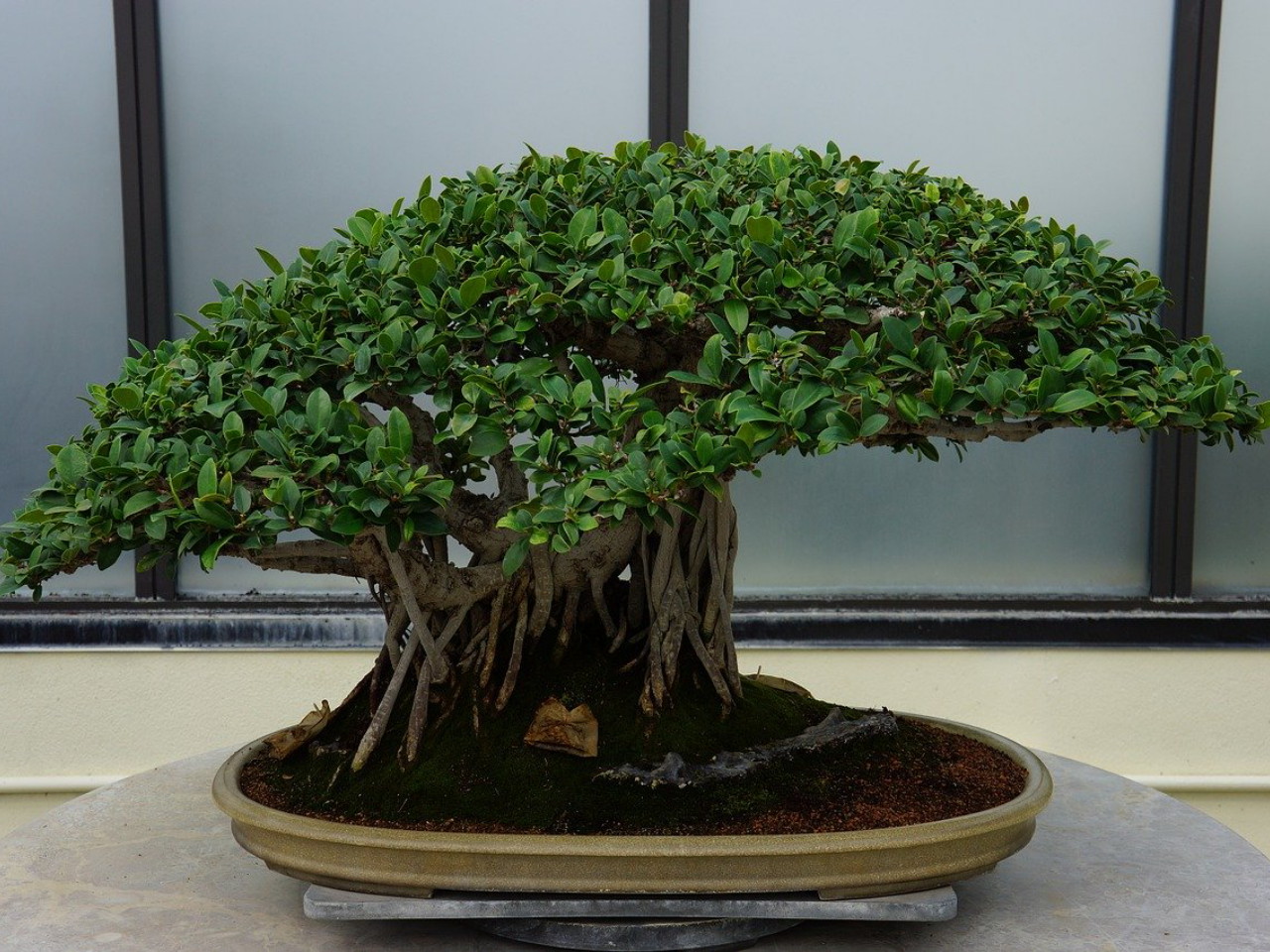 Detail Dasar Membuat Bonsai Nomer 22