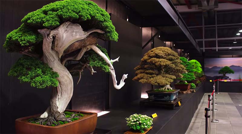 Detail Dasar Membuat Bonsai Nomer 28