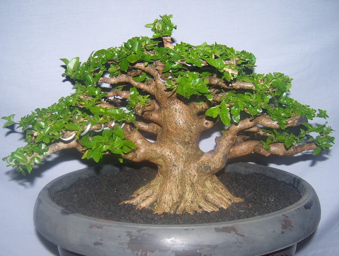 Detail Dasar Membuat Bonsai Nomer 33