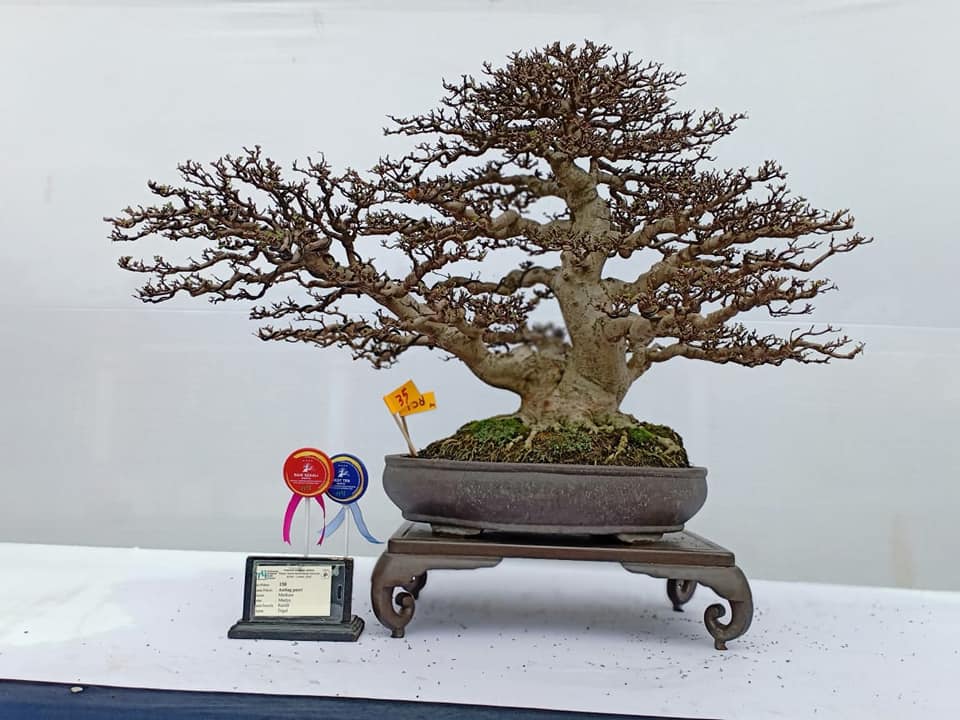 Detail Dasar Membuat Bonsai Nomer 34