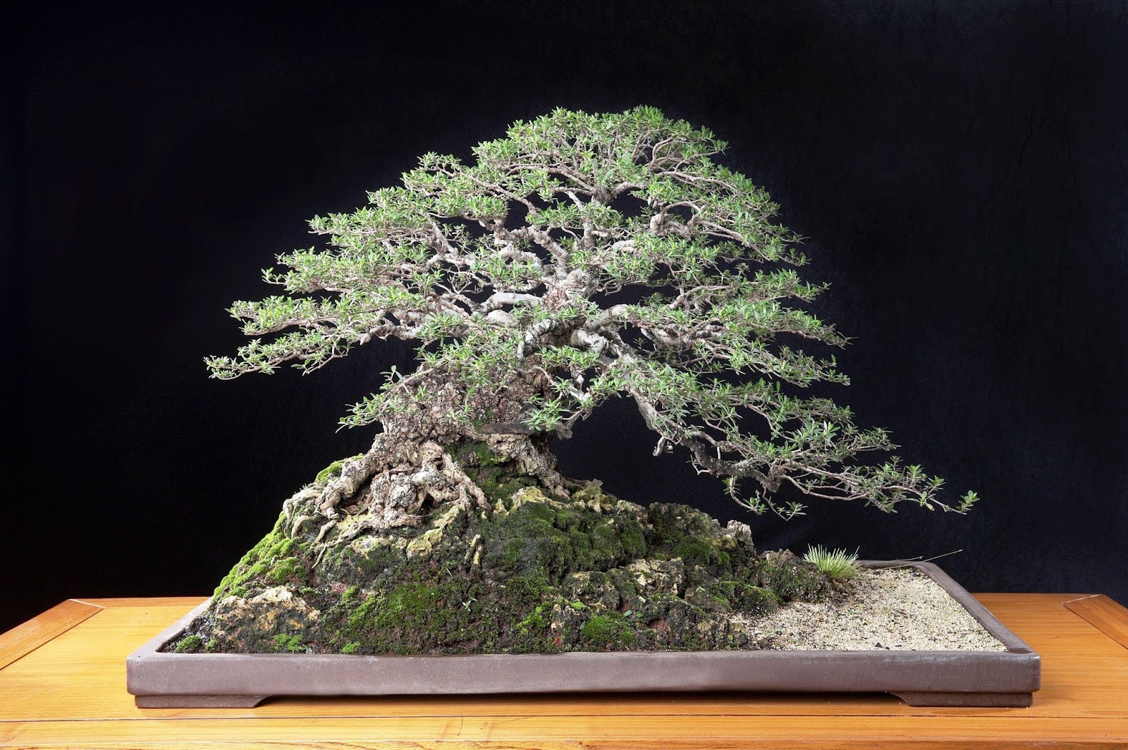 Detail Dasar Membuat Bonsai Nomer 36