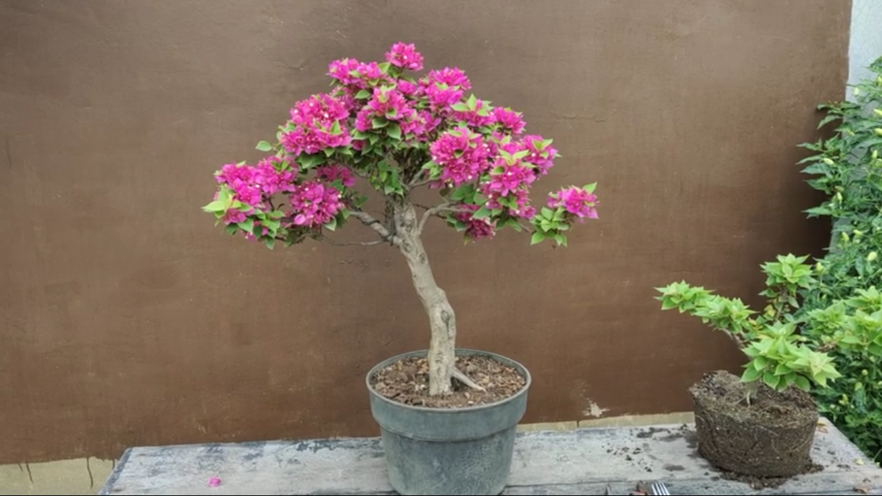 Detail Dasar Membuat Bonsai Nomer 38