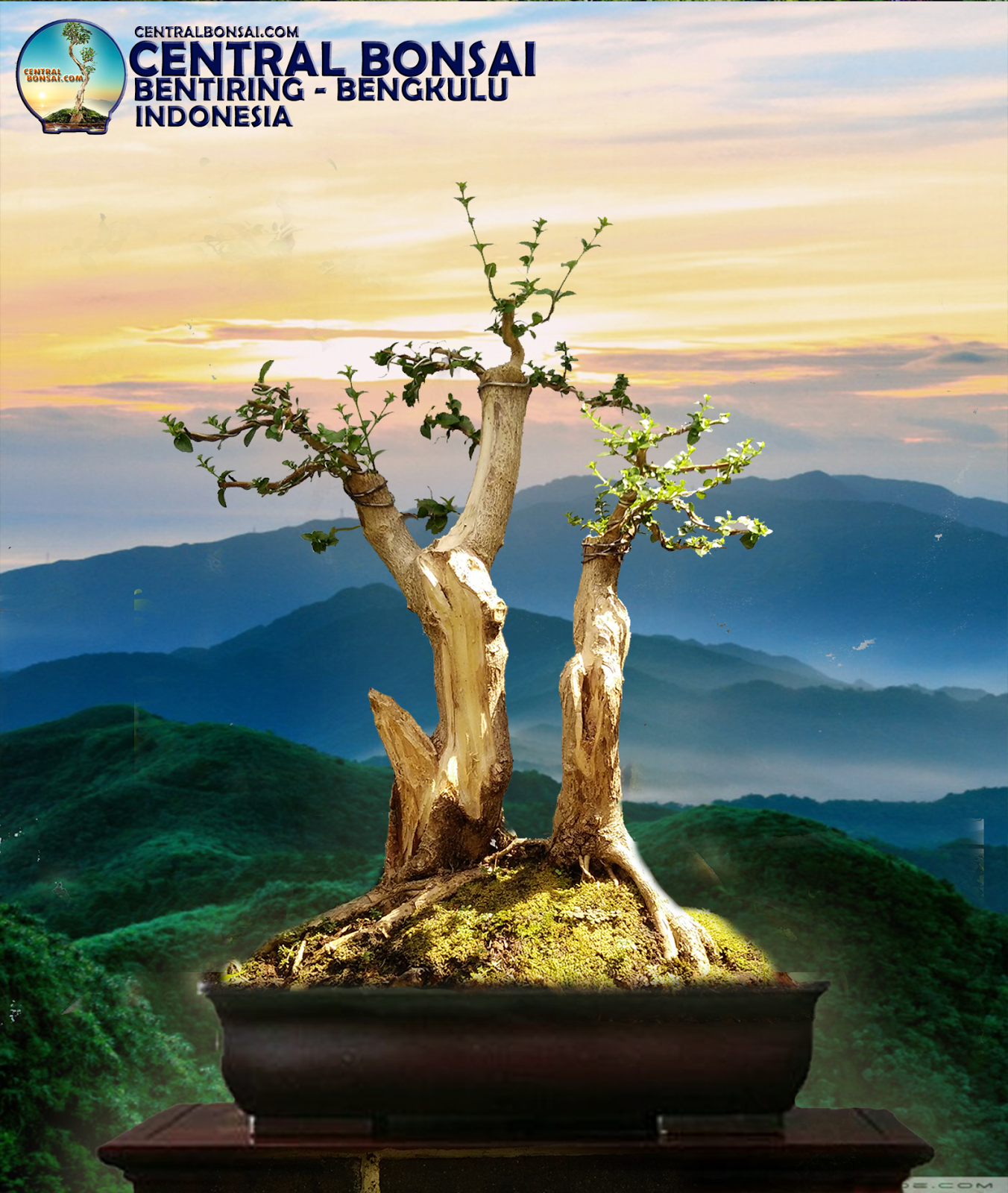 Detail Dasar Membuat Bonsai Nomer 53