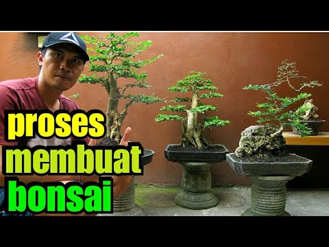 Detail Dasar Membuat Bonsai Nomer 7