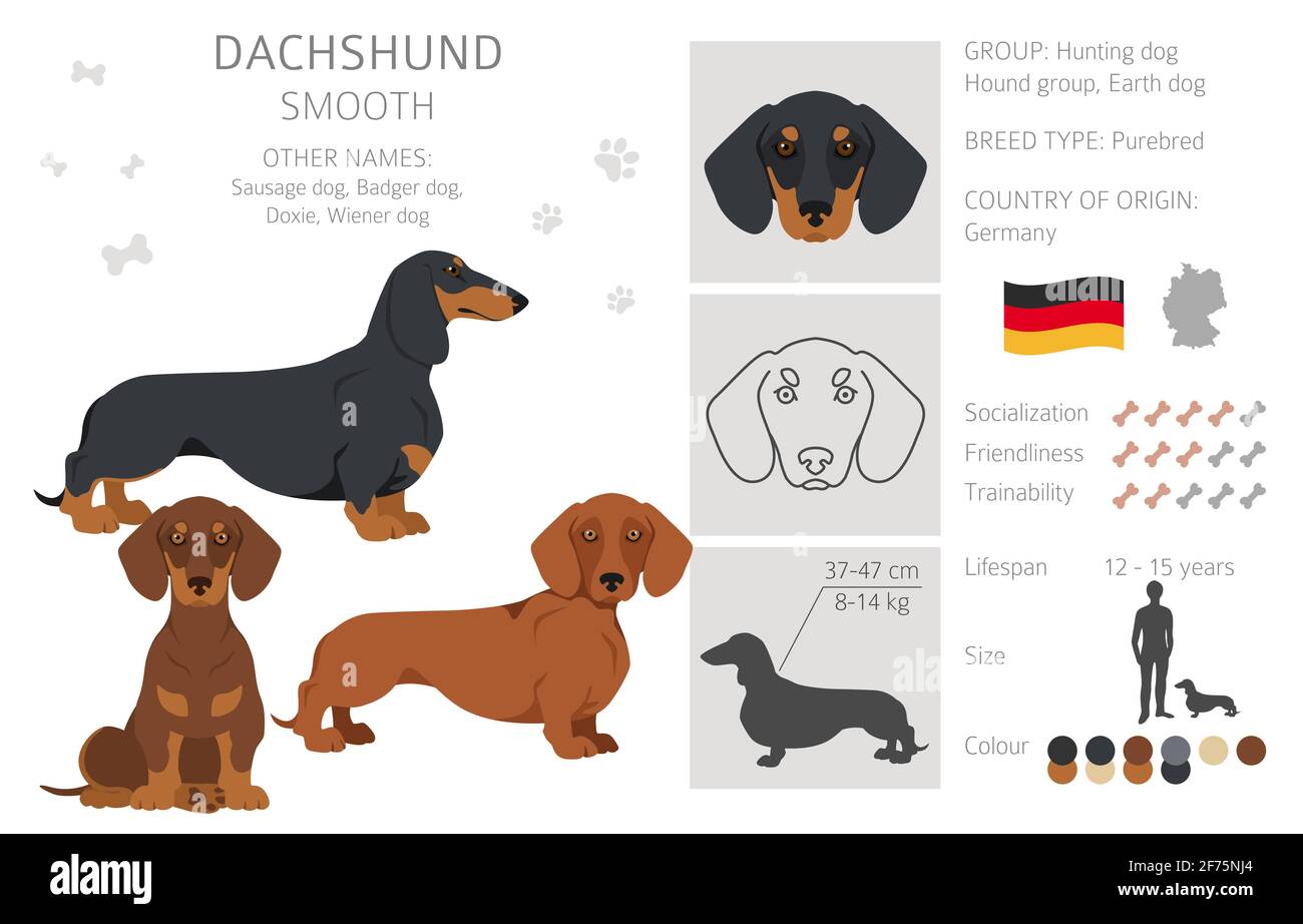 Detail Daschund Clipart Nomer 27