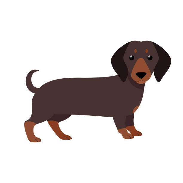 Detail Daschund Clipart Nomer 5