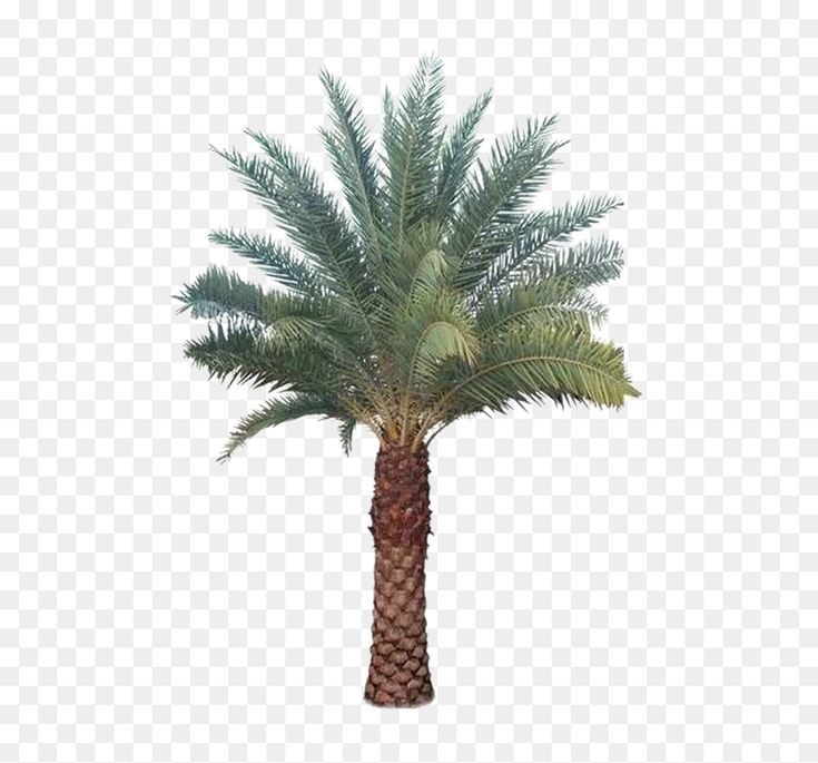 Detail Date Palm Png Nomer 11