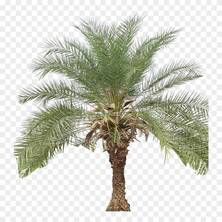 Detail Date Palm Png Nomer 15