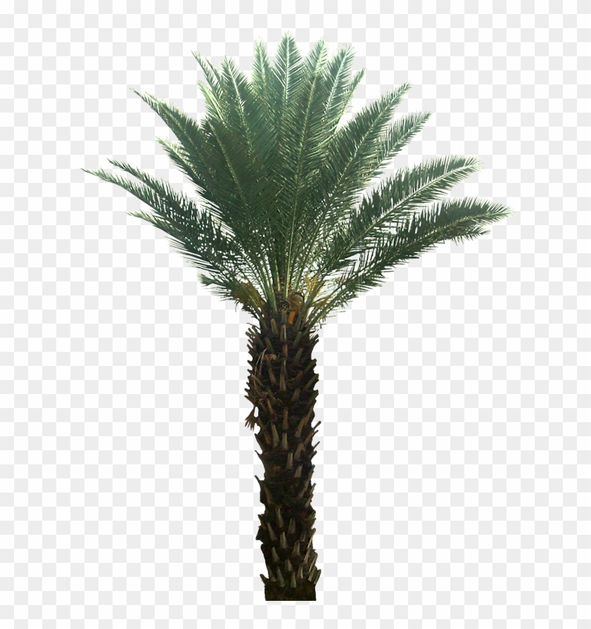 Detail Date Palm Png Nomer 17