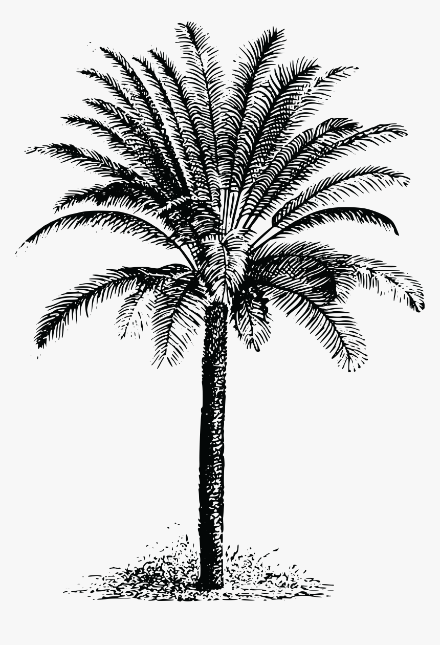 Detail Date Palm Png Nomer 30