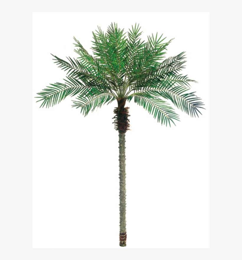 Detail Date Palm Png Nomer 33