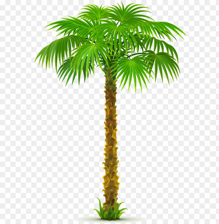 Detail Date Palm Png Nomer 38