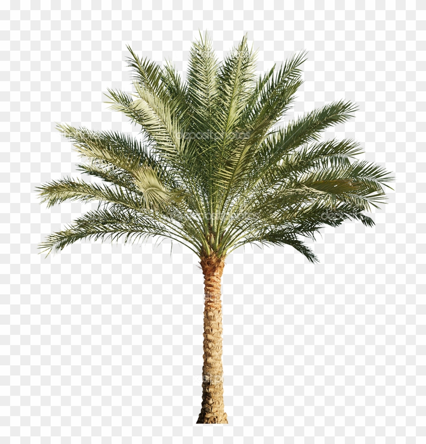 Detail Date Palm Png Nomer 5