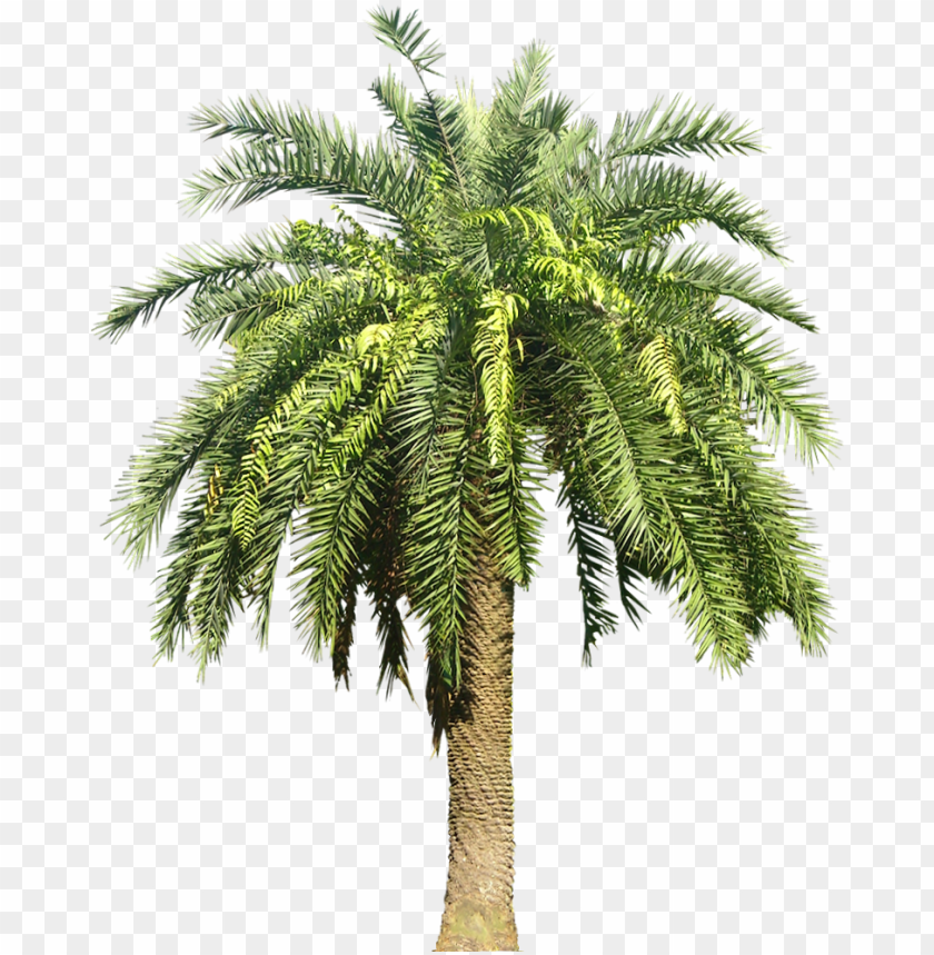 Detail Date Palm Png Nomer 10