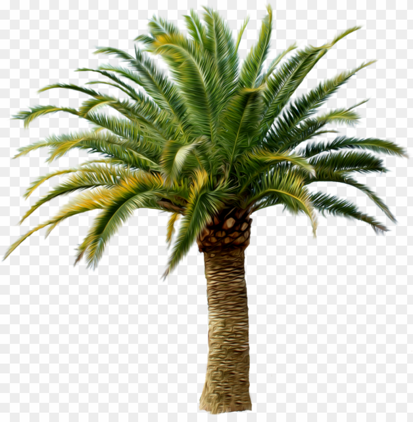 Dates Tree Png - KibrisPDR