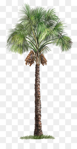 Detail Dates Tree Png Nomer 2