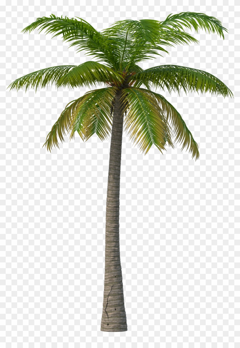 Detail Dates Tree Png Nomer 16