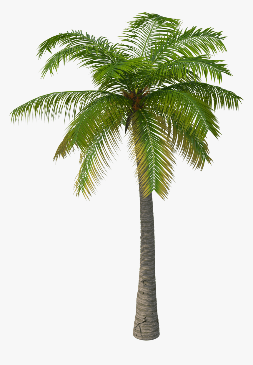 Detail Dates Tree Png Nomer 17