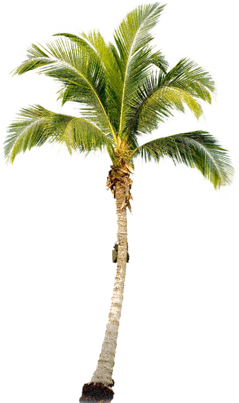 Detail Dates Tree Png Nomer 18