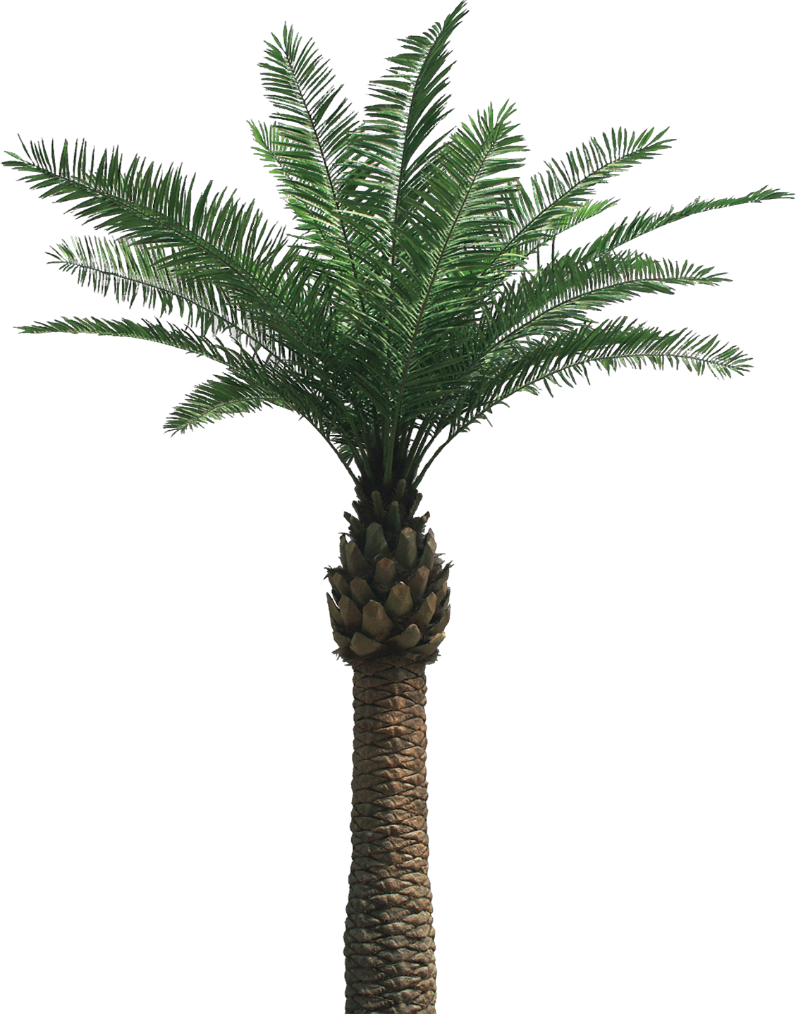Detail Dates Tree Png Nomer 20