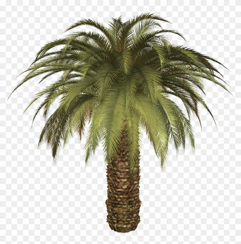 Detail Dates Tree Png Nomer 21
