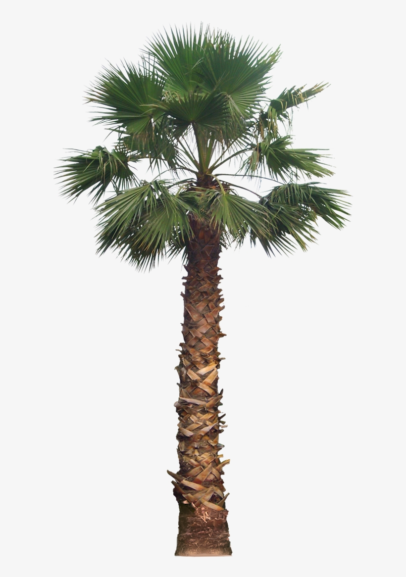 Detail Dates Tree Png Nomer 25