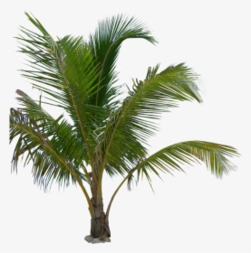 Detail Dates Tree Png Nomer 27