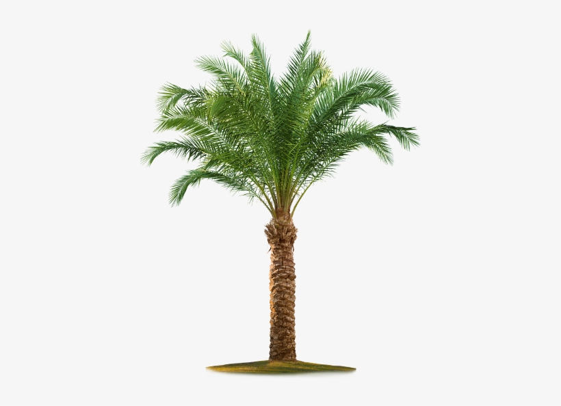 Detail Dates Tree Png Nomer 28