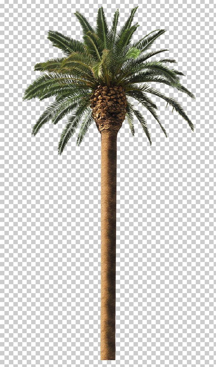 Detail Dates Tree Png Nomer 30