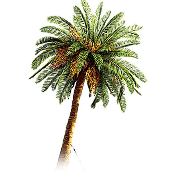 Detail Dates Tree Png Nomer 31