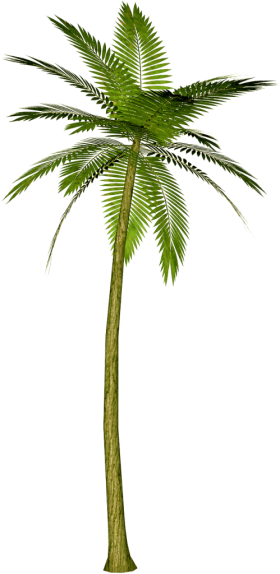 Detail Dates Tree Png Nomer 34