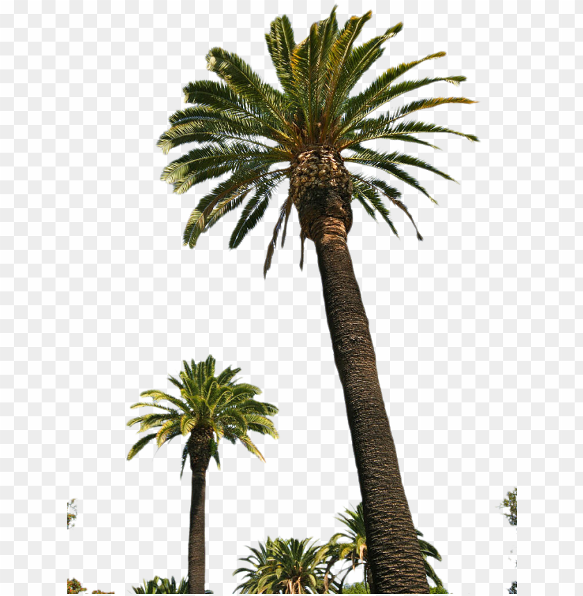 Detail Dates Tree Png Nomer 35