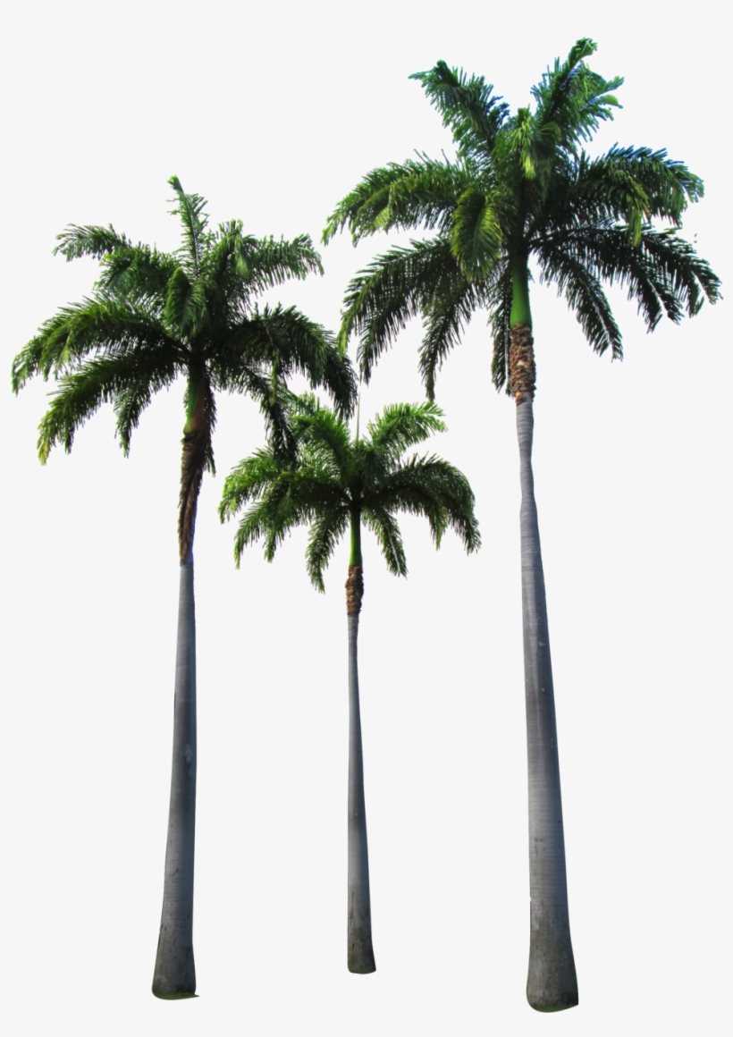 Detail Dates Tree Png Nomer 38