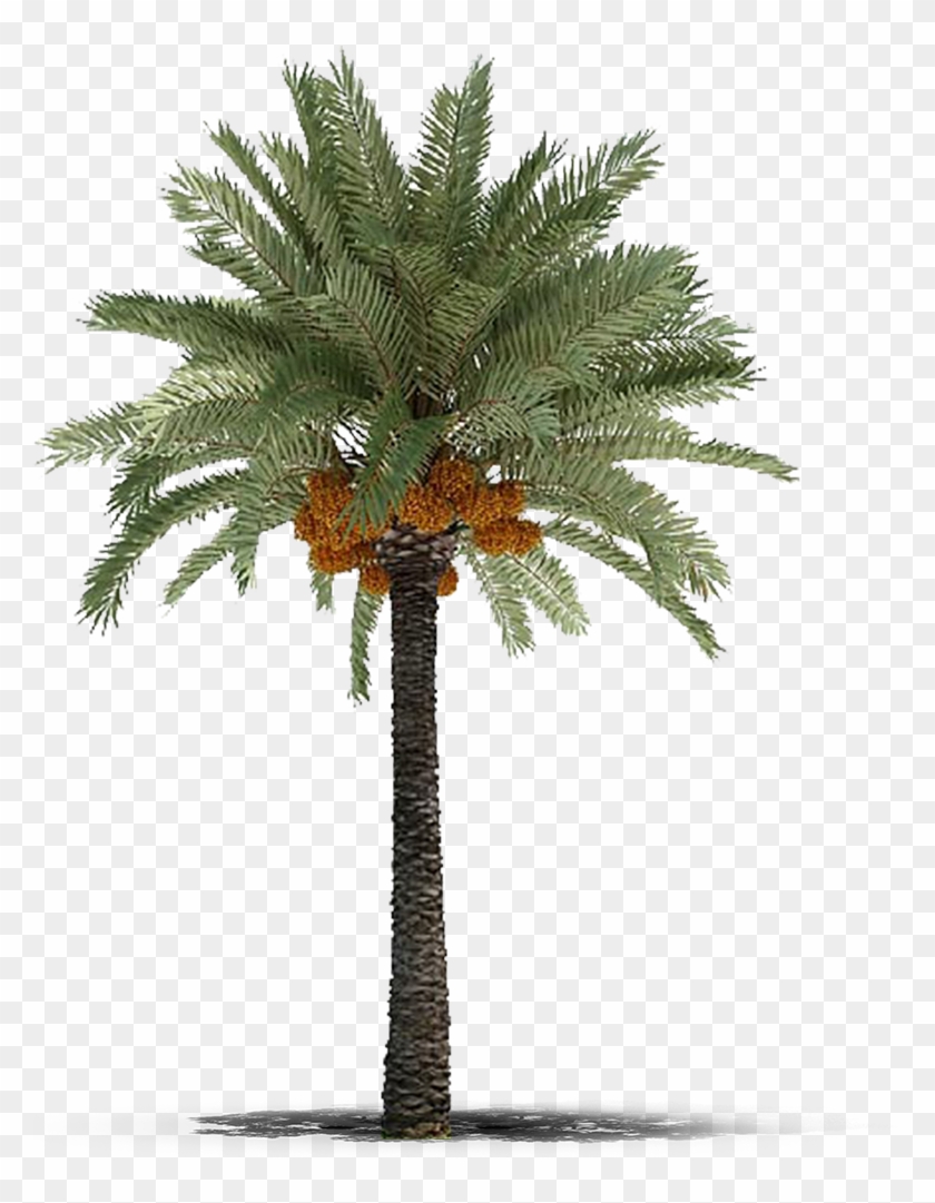 Detail Dates Tree Png Nomer 5