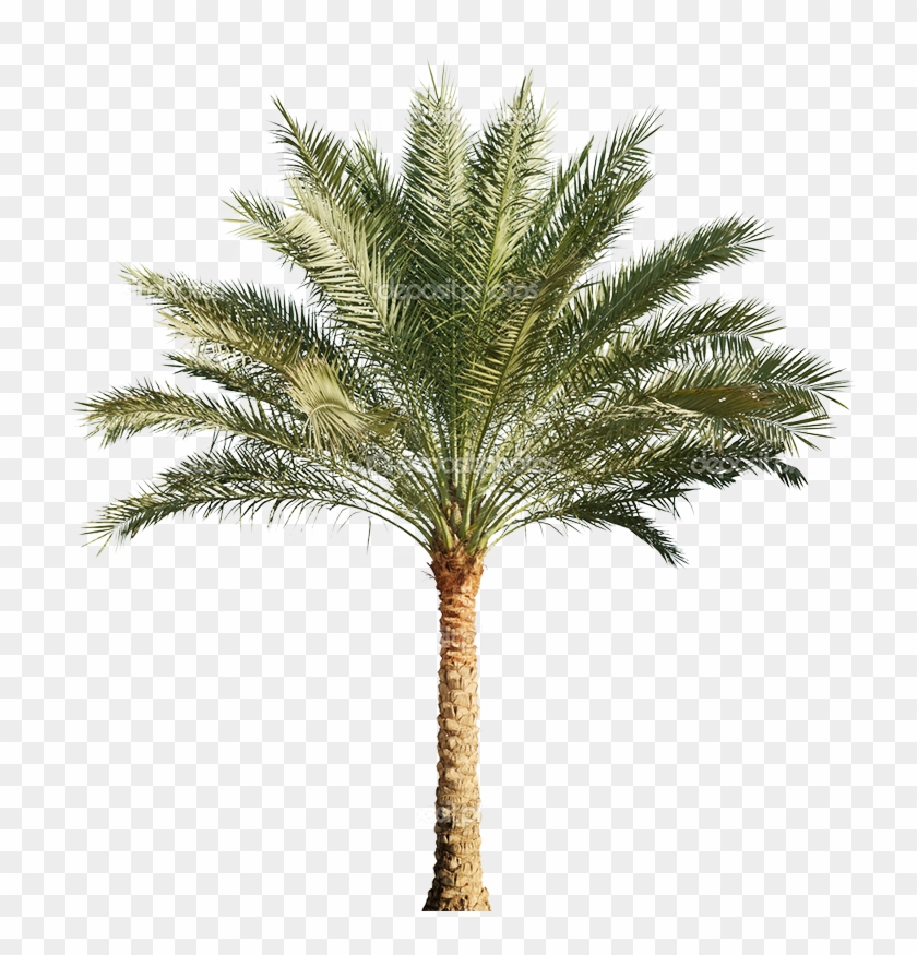 Detail Dates Tree Png Nomer 41
