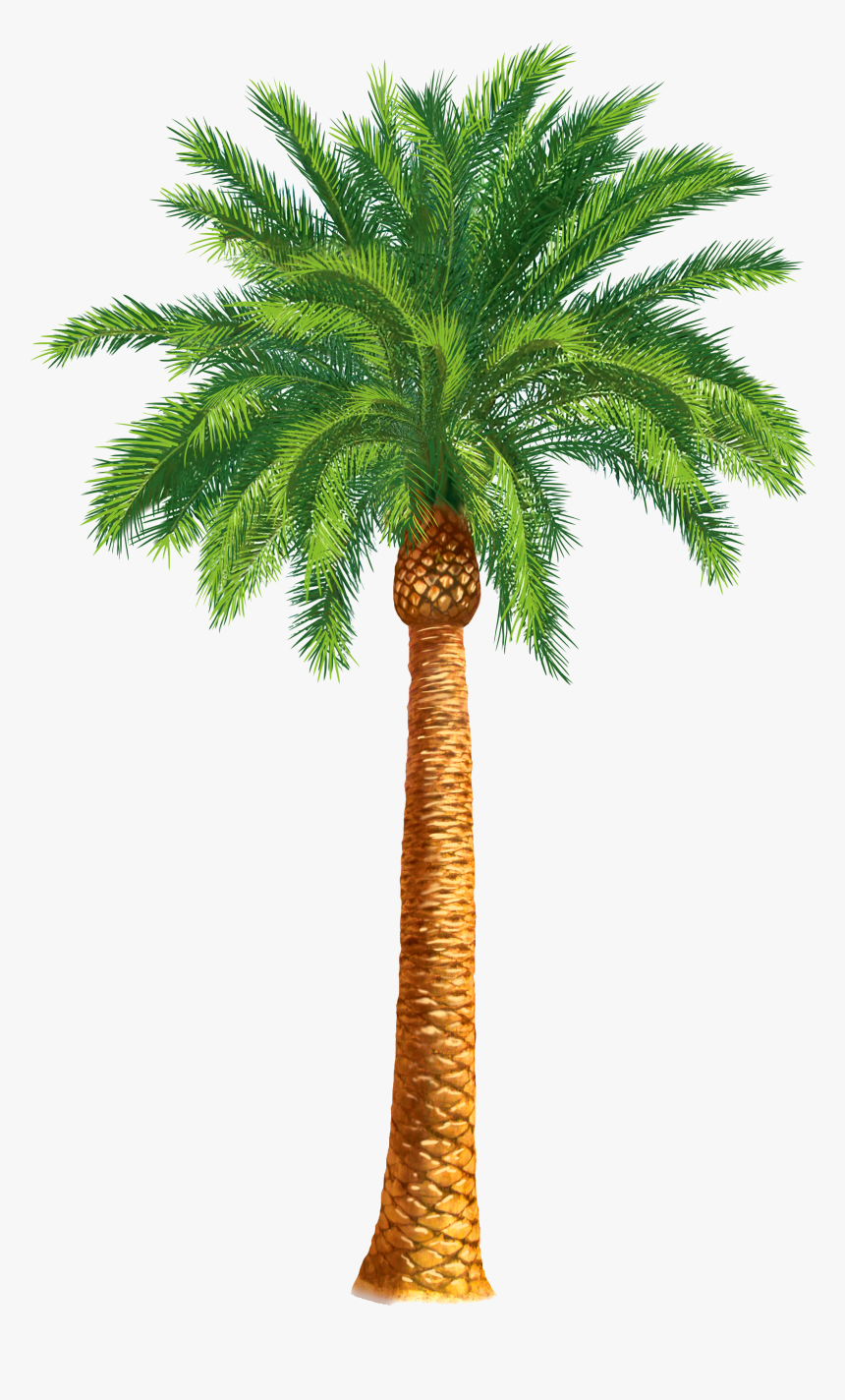Detail Dates Tree Png Nomer 42