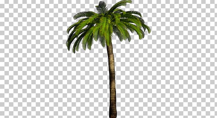 Detail Dates Tree Png Nomer 43