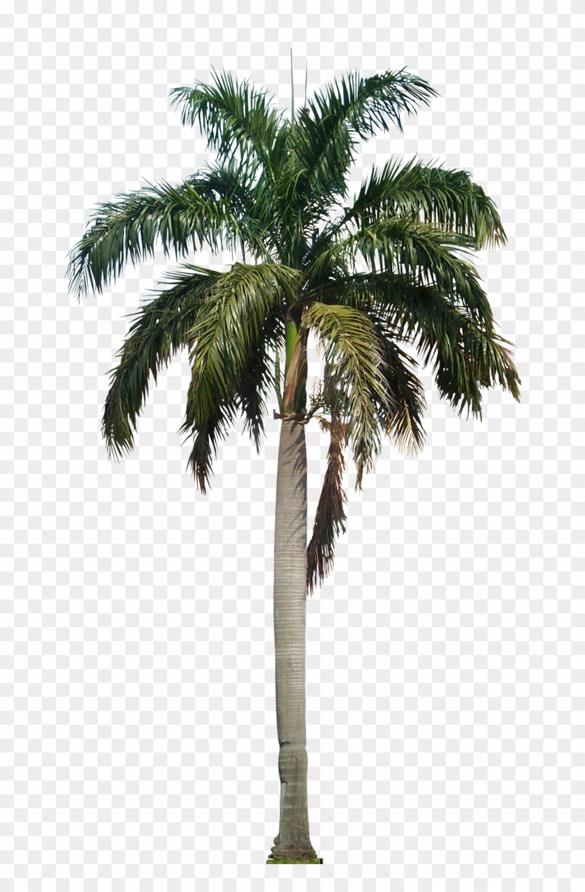 Detail Dates Tree Png Nomer 48