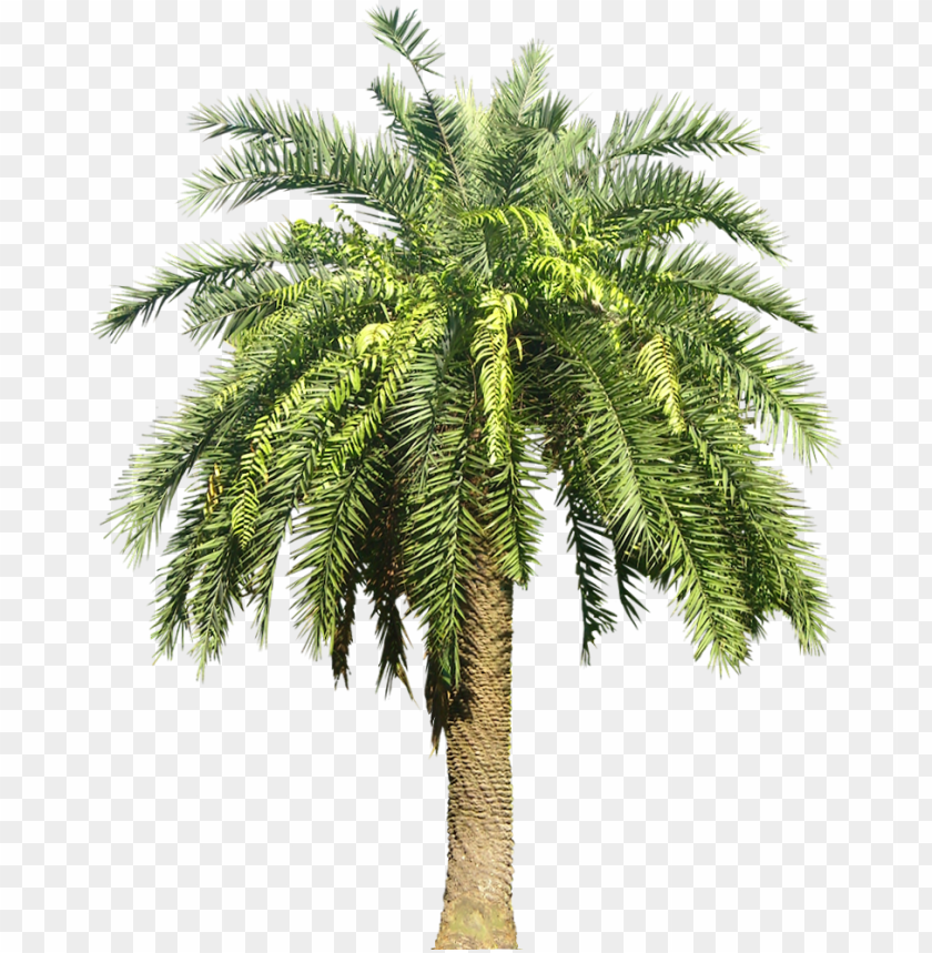 Detail Dates Tree Png Nomer 6