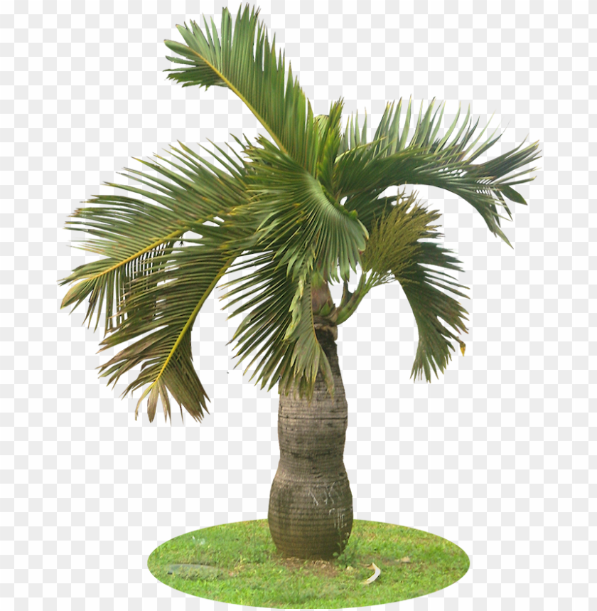 Detail Dates Tree Png Nomer 50