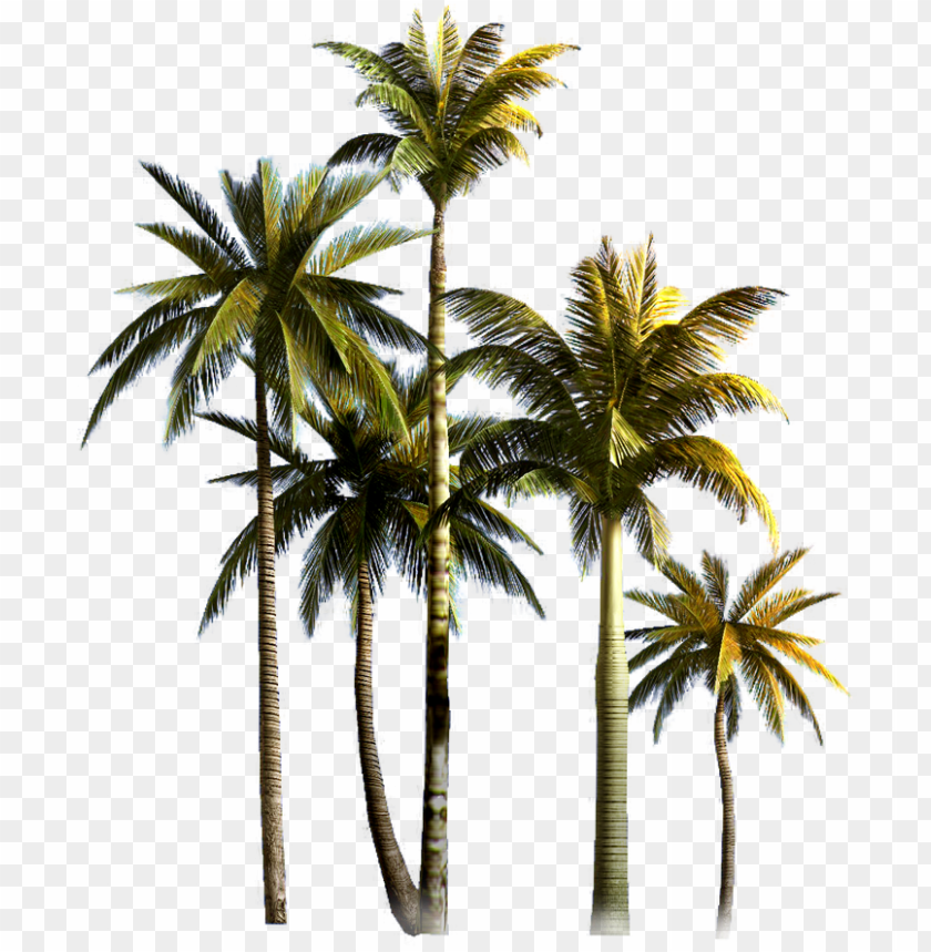 Detail Dates Tree Png Nomer 51