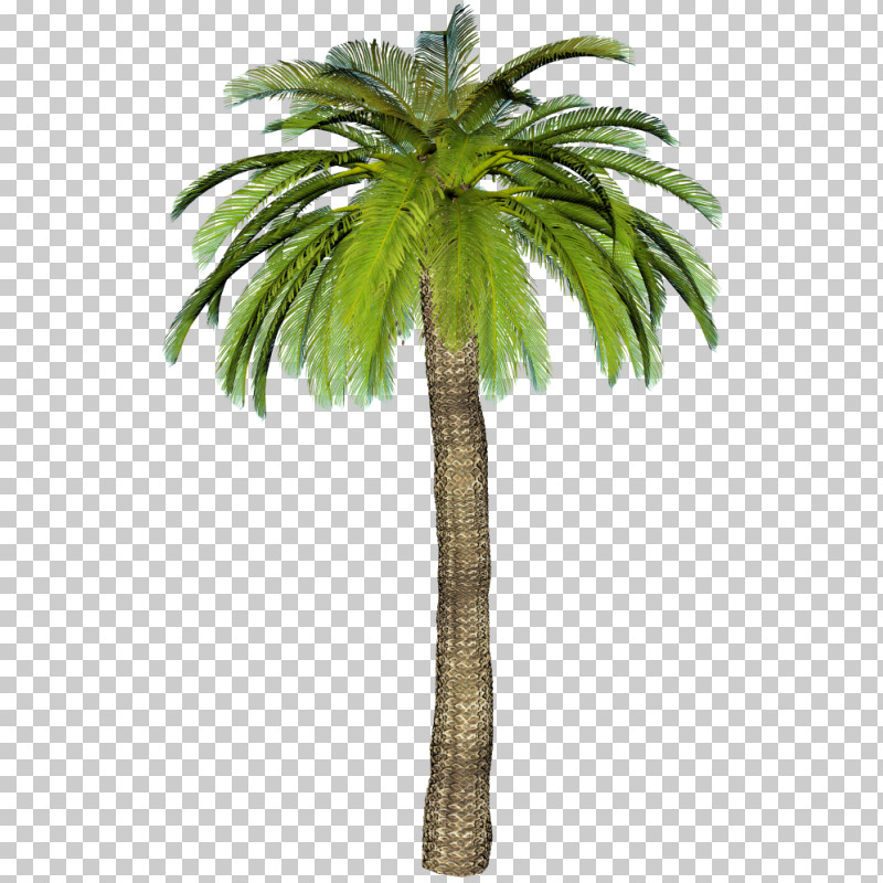 Detail Dates Tree Png Nomer 53