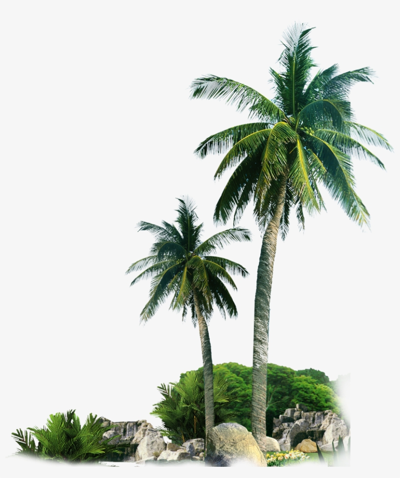 Detail Dates Tree Png Nomer 55