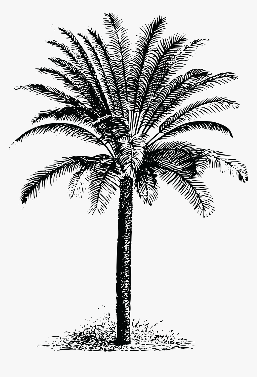 Detail Dates Tree Png Nomer 56