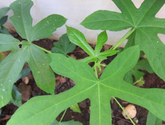 Detail Daun 5 Jari Nomer 10