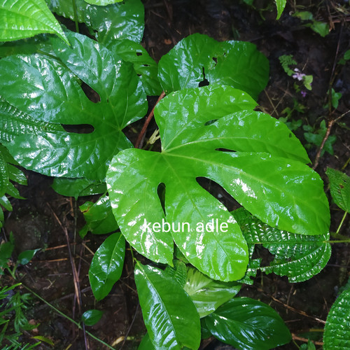 Detail Daun 5 Jari Nomer 11