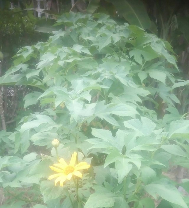 Detail Daun 5 Jari Nomer 14