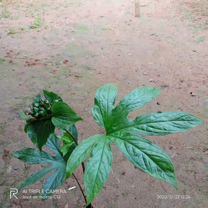 Detail Daun 5 Jari Nomer 3