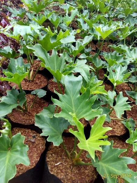 Detail Daun 5 Jari Nomer 19